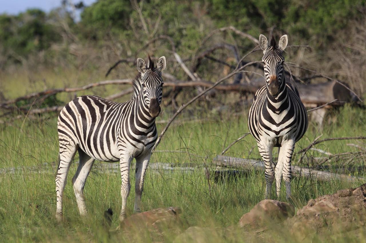 Horseshoe Game Reserve East London Exteriér fotografie